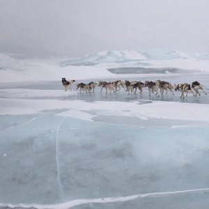 Togo: una grande amicizia, Willem Dafoe in una scena