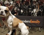 Modern Family: addio a Stella, il cane di Jay Pritchett nella serie