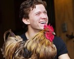 Tom Holland: 'Ho comprato una gallina, al supermercato erano finite le uova.'