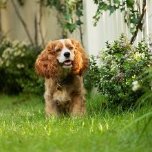 Lilli e il vagabondo: una sequenza del film Disney