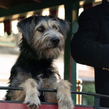 Lilli e il vagabondo: un momento del film