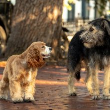 Lilli e il vagabondo: un'immagine del film