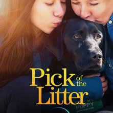 Locandina di Piccoli cani guida crescono 