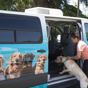 Piccoli cani guida crescono: una scena della serie