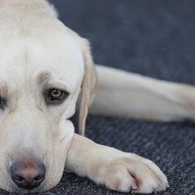 Piccoli cani guida crescono: un tenero protagonista della serie