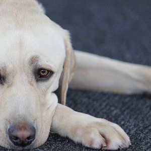 Piccoli cani guida crescono: un tenero protagonista della serie