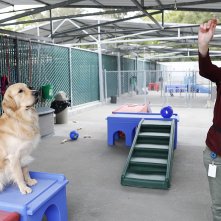 Piccoli cani guida crescono: i cani in addestramento