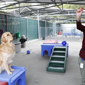 Piccoli cani guida crescono: i cani in addestramento