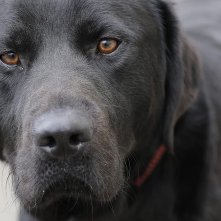 Piccoli cani guida crescono: un tenero protagonista
