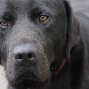 Piccoli cani guida crescono: un tenero protagonista