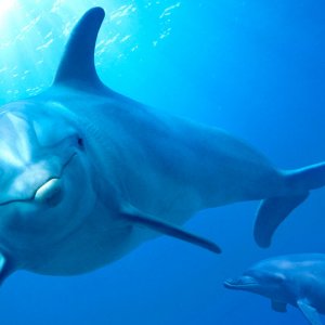 Echo, Il Delfino: un momento del film