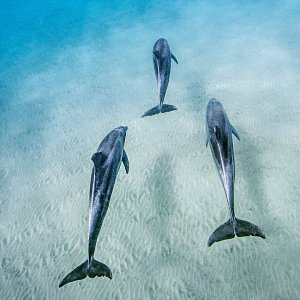 Echo, Il Delfino: un'immagine del film