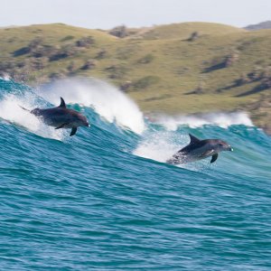 Echo, Il Delfino: una sequenza del film