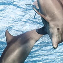 Echo, Il Delfino: una scena del film