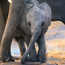 La Famiglia di Elefanti: un'immagine del film