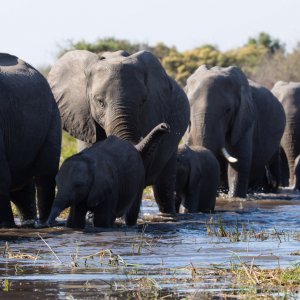 La famiglia di elefanti: il branco in movimento
