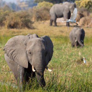 La famiglia di elefanti: gli elefanti in cerca d'acqua