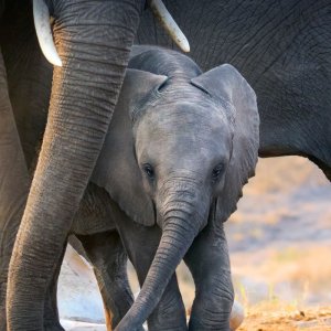 La famiglia di elefanti: un'immagine del documentario