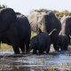 La Famiglia di Elefanti, la recensione: l’affascinante e difficile vita dei pachidermi
