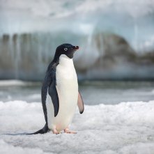 Penguins: un'immagine del film