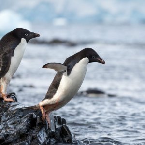 Penguins: una sequenza del film