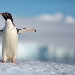 Penguins: una scena del documentario