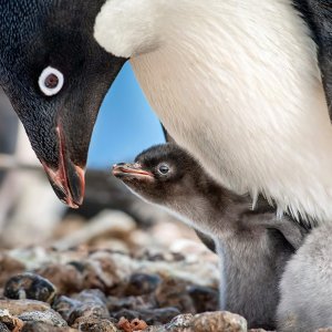 Penguins: una scena del film