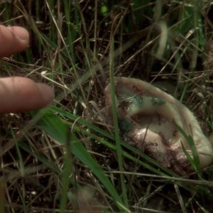 Velluto Blu, l'orecchio mozzato in una scena del film