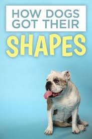 Locandina di How Dogs Got Their Shapes
