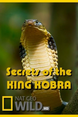 Locandina di Secrets of the King Cobra