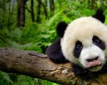 Earth - Un giorno straordinario: stasera su Rai2 il documentario sulle meraviglie del Pianeta Terra
