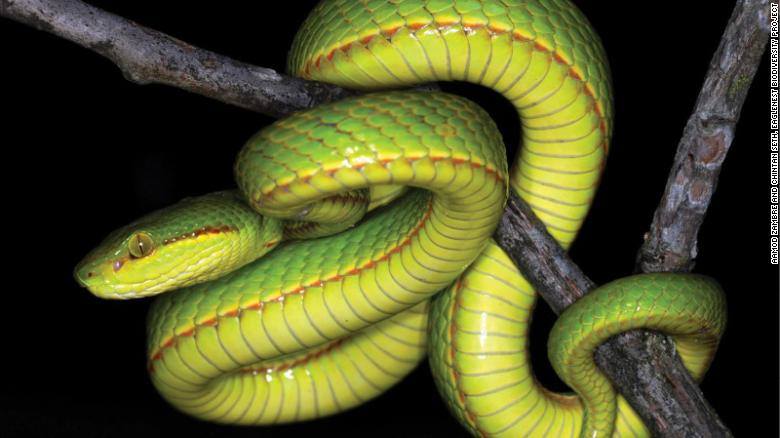 Serpente Harry Potter
