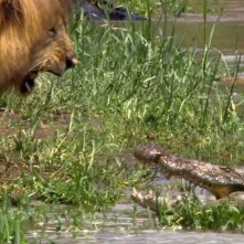 African Cats: un'impressionante scena del documentario