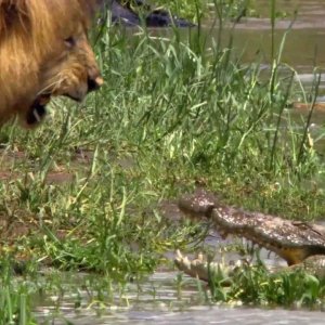 African Cats: un'impressionante scena del documentario