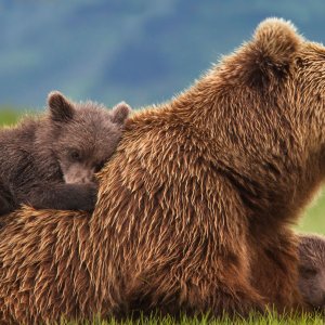 Bears: una scena del documentario
