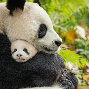 Born in China: una tenera immagine