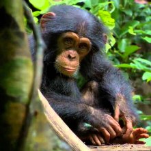 Chimpanzee: una tenera immagine del documentario