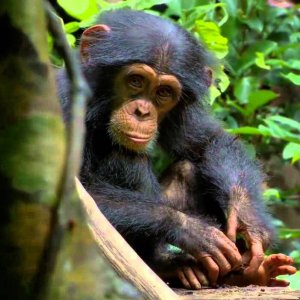 Chimpanzee: una tenera immagine del documentario
