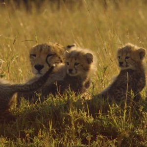 Cuccioli - Lotta per la vita: una madre con i suoi cuccioli