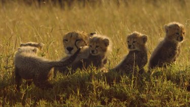 Cuccioli Lotta Per La Vita