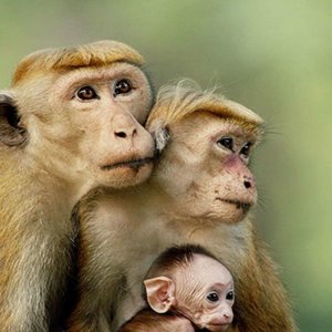 Monkey Kingdom: un'immagine del documentario