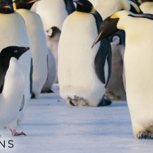 Penguins: una scena del documentario