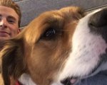 Chris Evans versione toelettatore per cani è un disastro, la foto di Dodger è esilarante