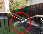 Scoiattoli in azione aggirano ostacoli impossibili in un video esilarante