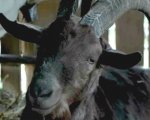 The Witch: la capra Black Phillip ha quasi ucciso uno degli attori