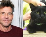 Dennis Quaid ha adottato un gatto randagio che si chiama... Dennis Quaid!