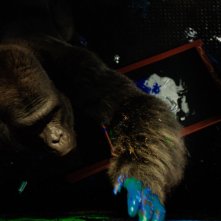 L'unico e insuperabile Ivan: una foto del film