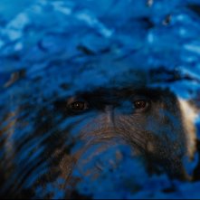 L'unico e insuperabile Ivan: una scena del film