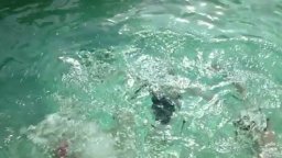 Dogtooth -  Clip L'immersione Hd