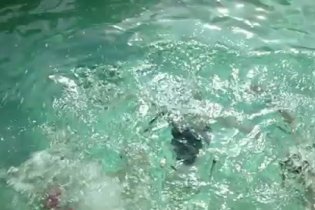 Dogtooth -  Clip L'immersione Hd